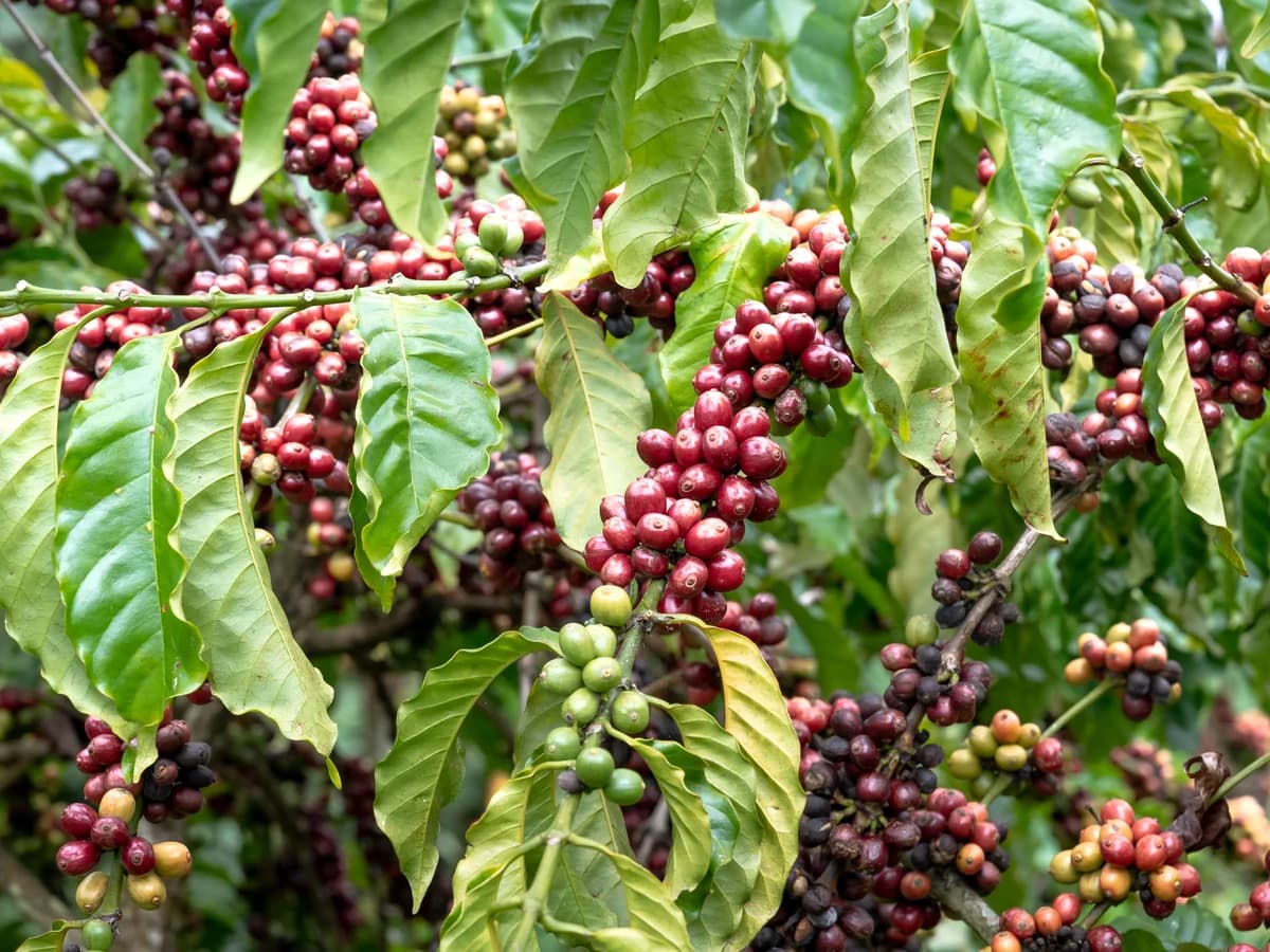 Clusters of red and dark purple coffee cherries ripening on branches among green leaves.